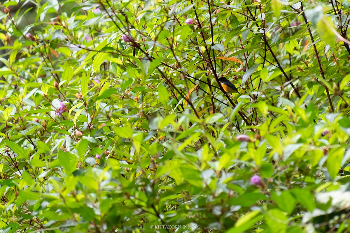 Orange-bellied Flowerpecker - Kittakorn Inpang