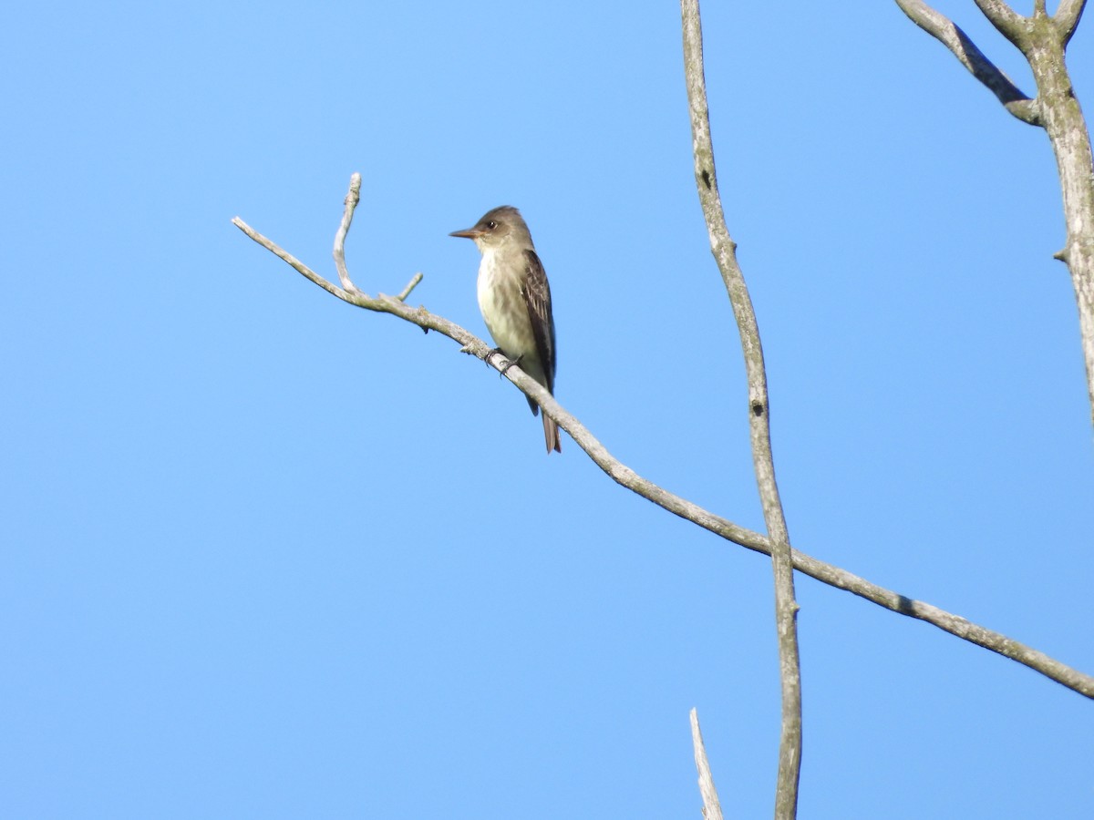 Olive-sided Flycatcher - Ezekiel  Van