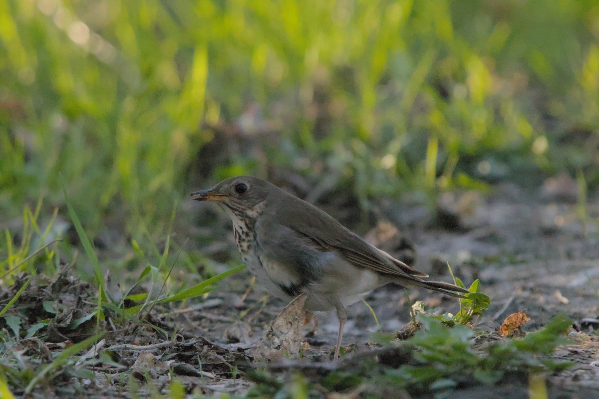 Gray-cheeked Thrush - Amanda Taylor