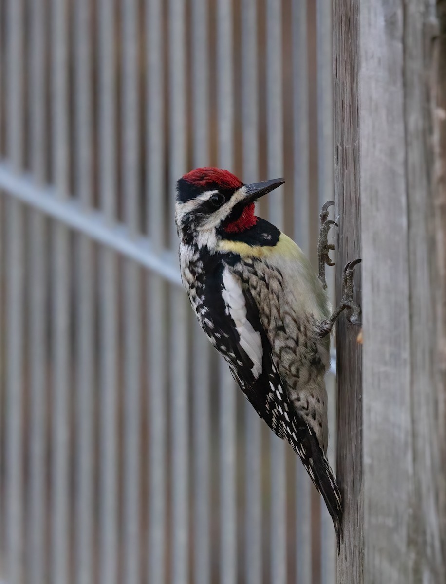 Yellow-bellied Sapsucker - Louis Maquignaz