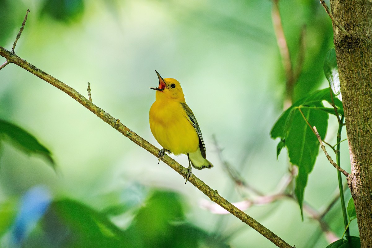 Prothonotary Warbler - Richard Pockat