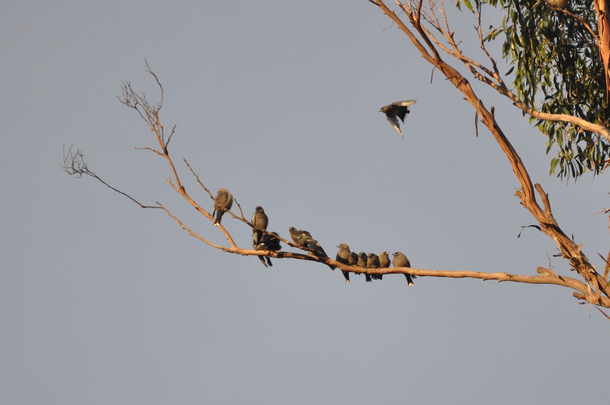 Dusky Woodswallow - Heidi Krajewsky