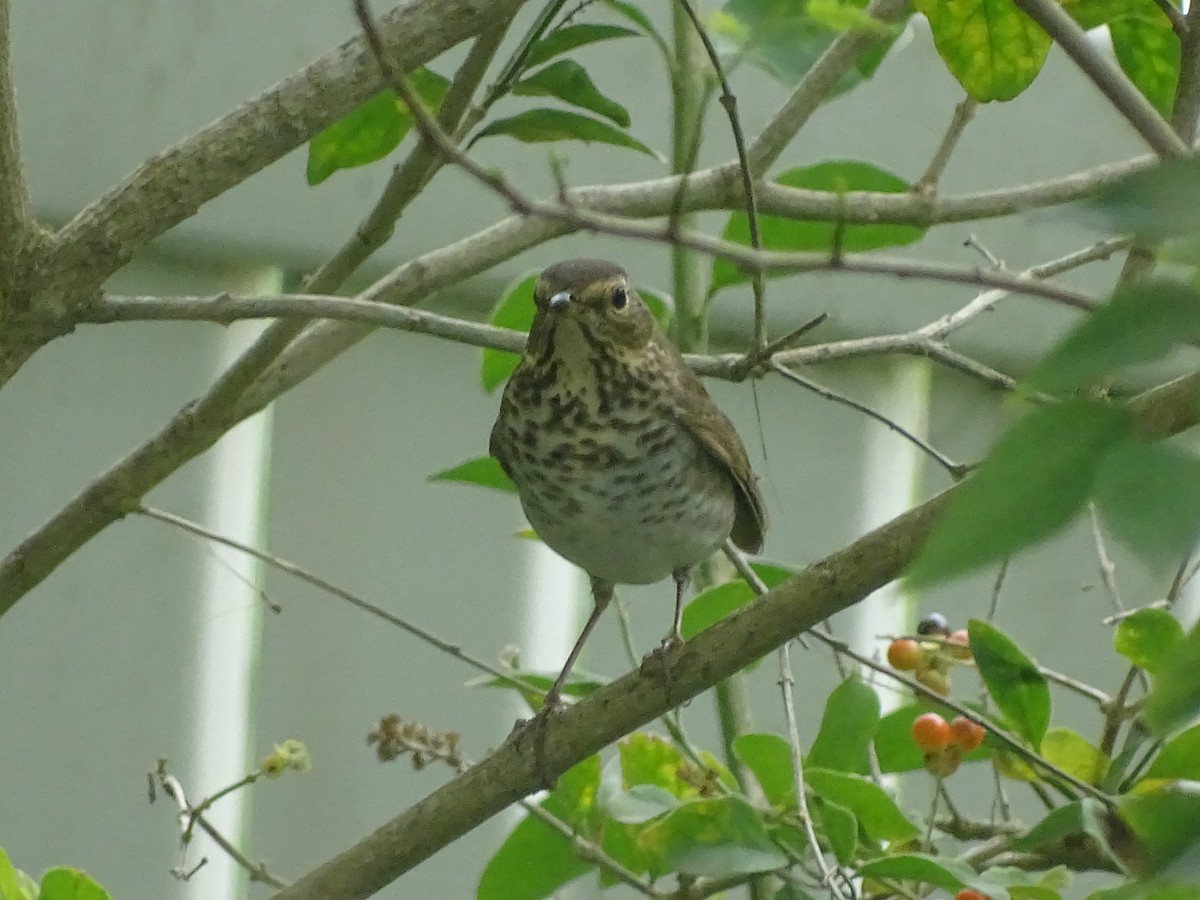 Swainson's Thrush - Baylor Cashen