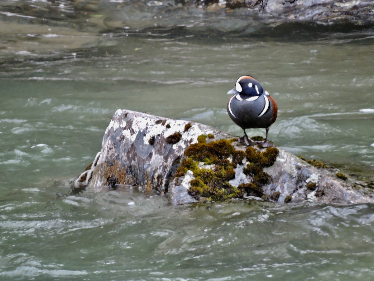 Harlequin Duck - Daniel Casey