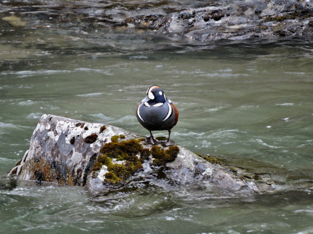 Harlequin Duck - ML618863009