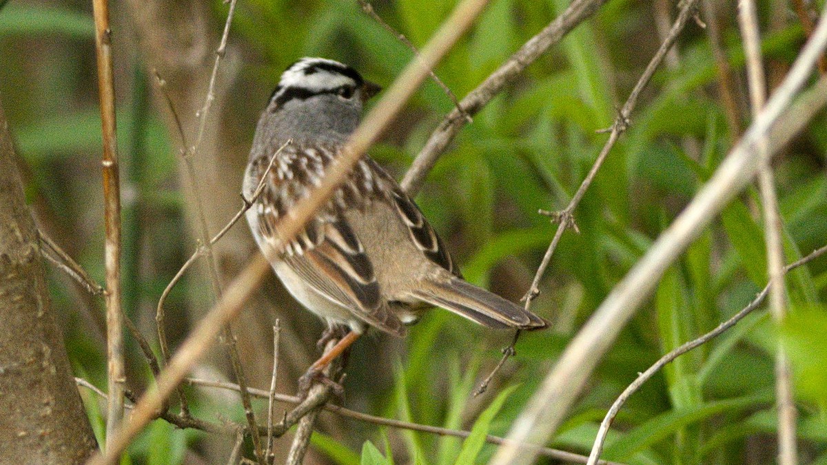 White-throated Sparrow - Galya Dokshina