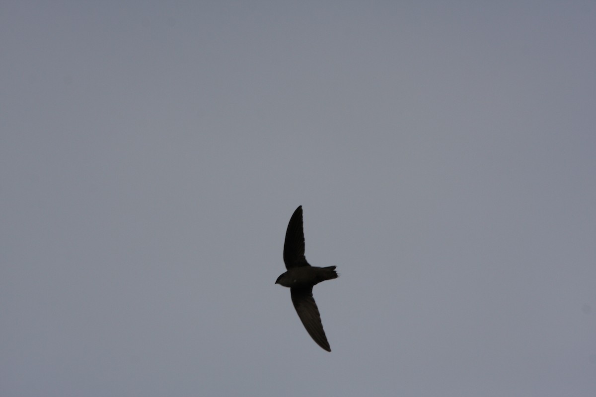 Chimney Swift - Andrew Markel