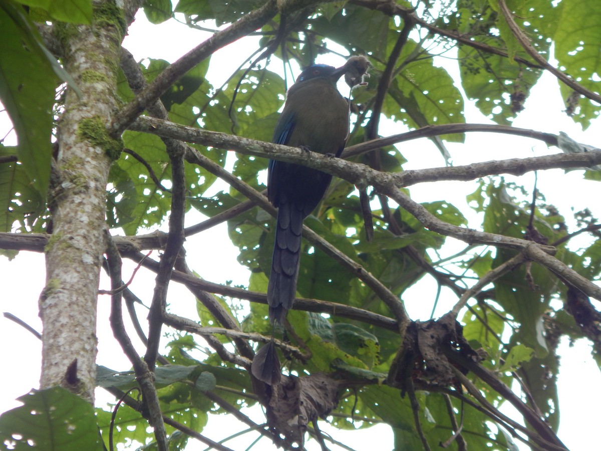 Andean Motmot - ML618863036