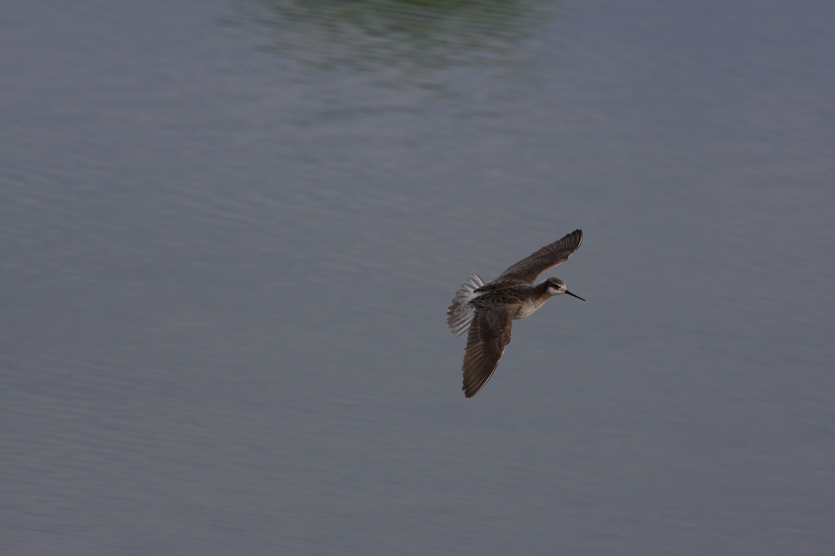 Wilson's Phalarope - ML618863050