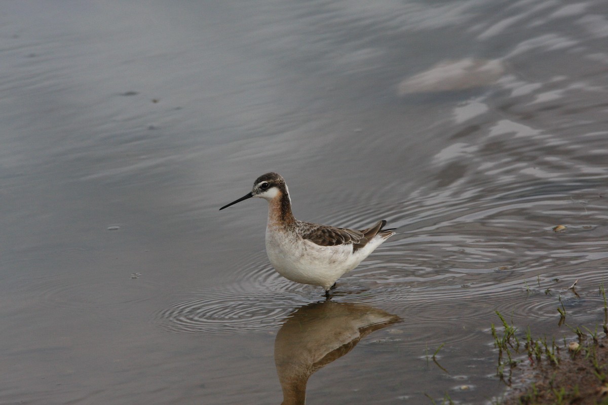 Wilson's Phalarope - Andrew Markel