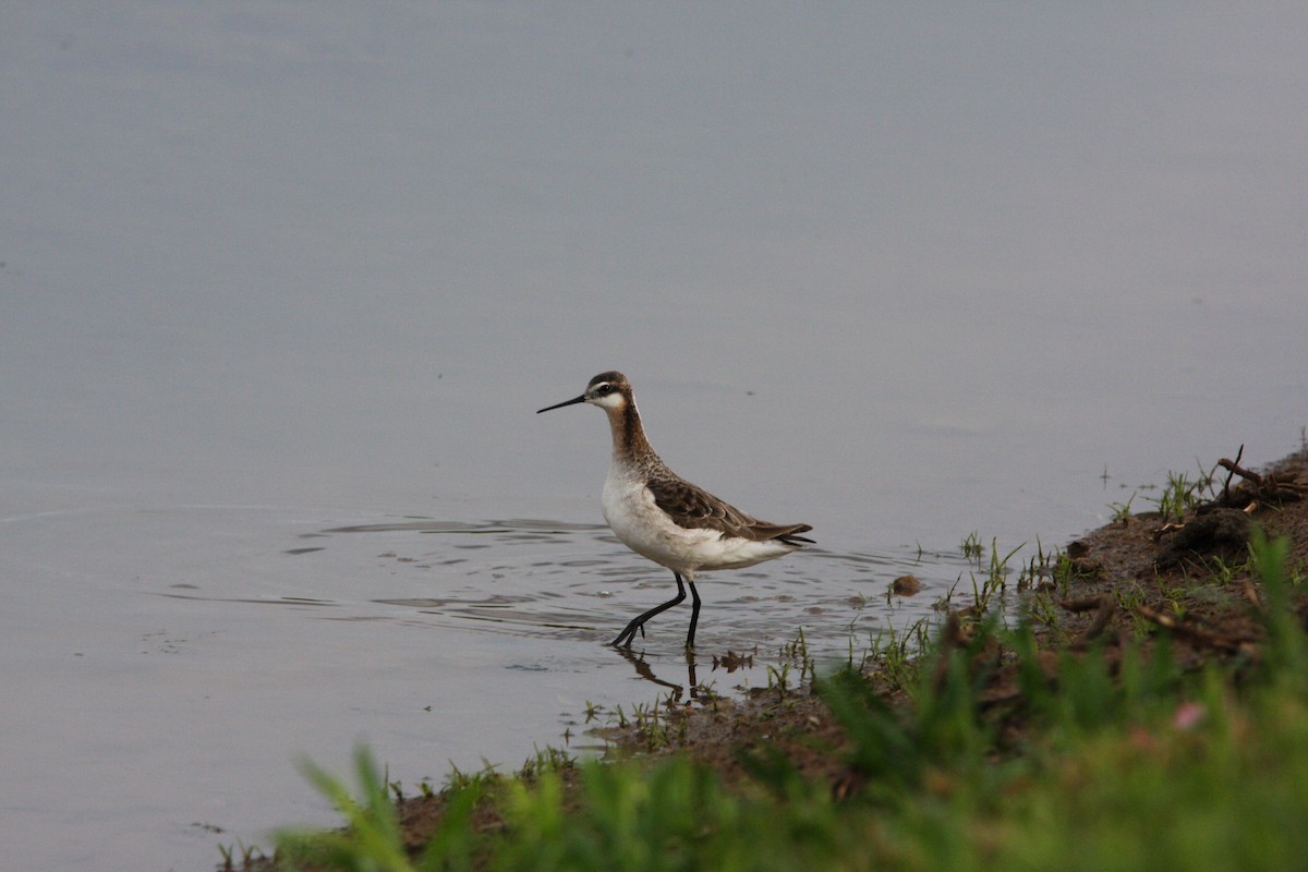 Falaropo Tricolor - ML618863053