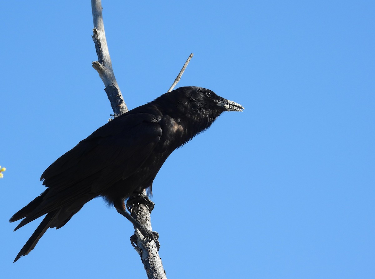 Fish Crow - Michael W. Sack