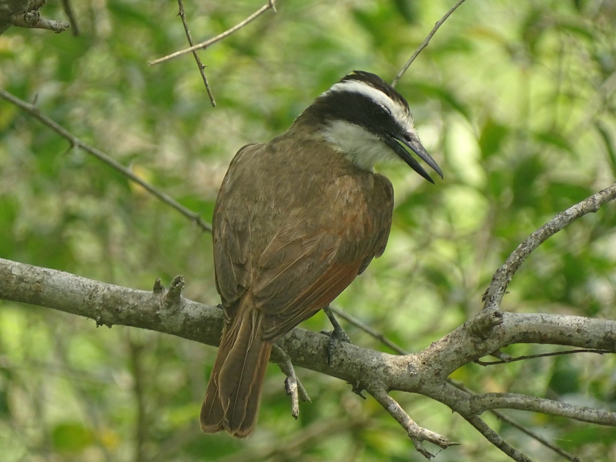 Great Kiskadee - Baylor Cashen