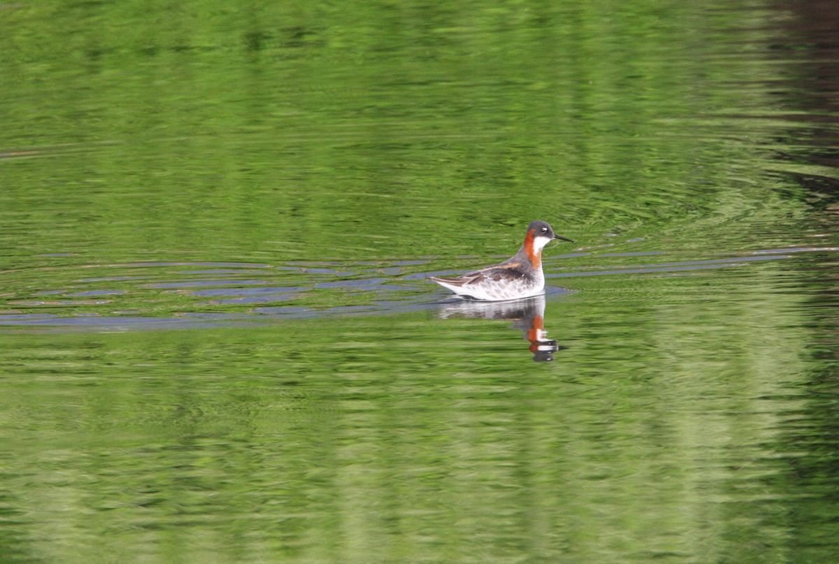 Red-necked Phalarope - ML618863086