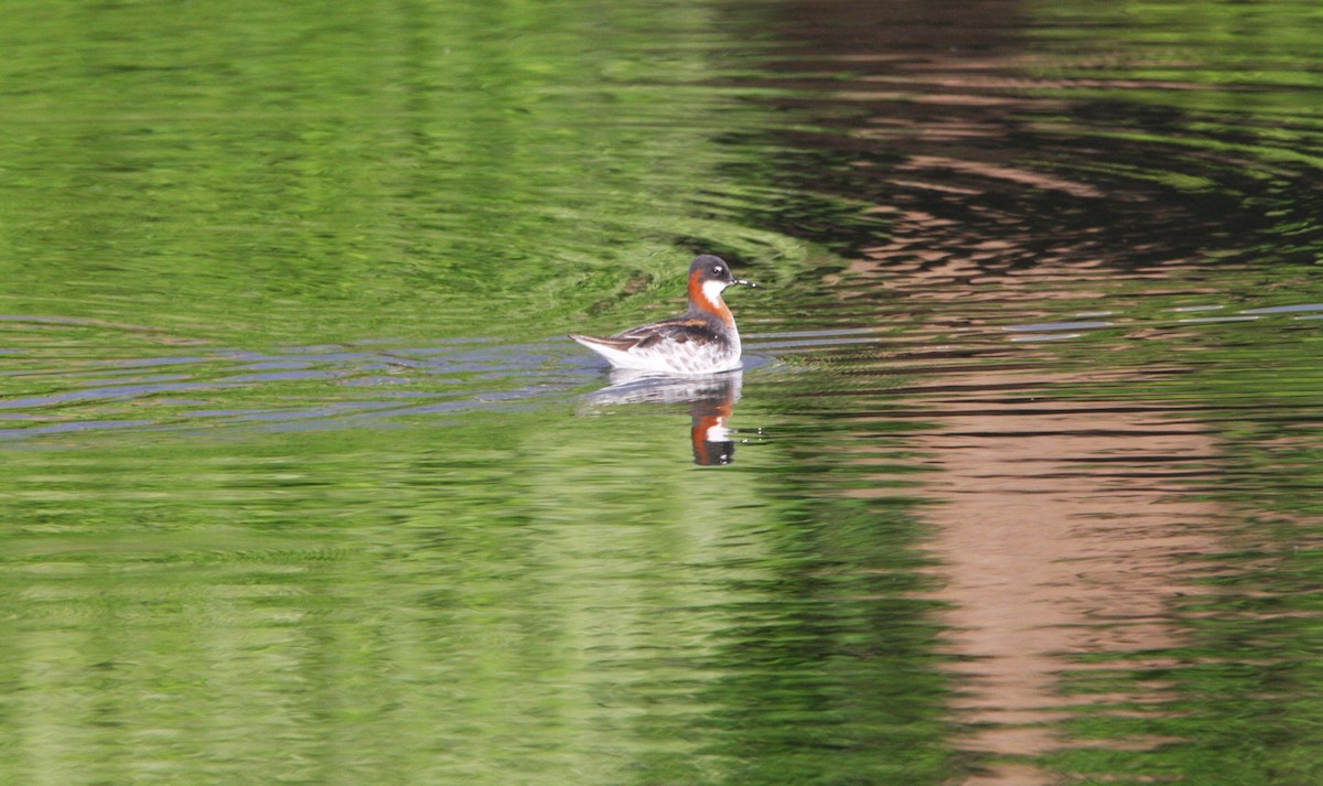 Red-necked Phalarope - Andrew Markel