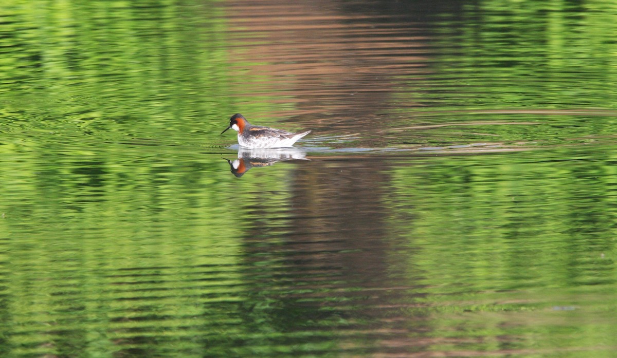 Red-necked Phalarope - ML618863091