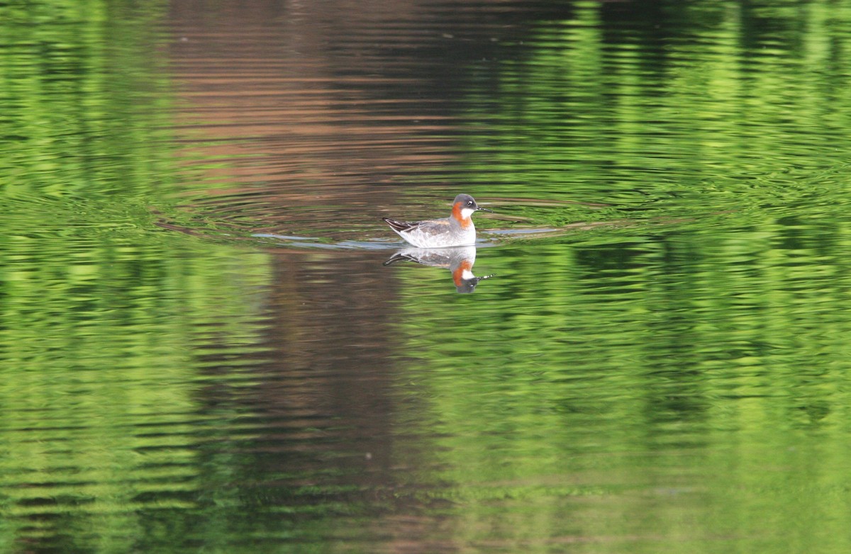 Red-necked Phalarope - Andrew Markel