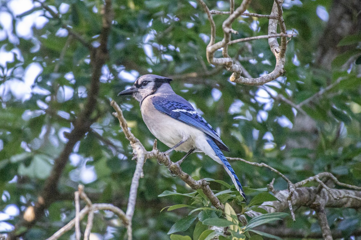 Blue Jay - Jacob Hoyle