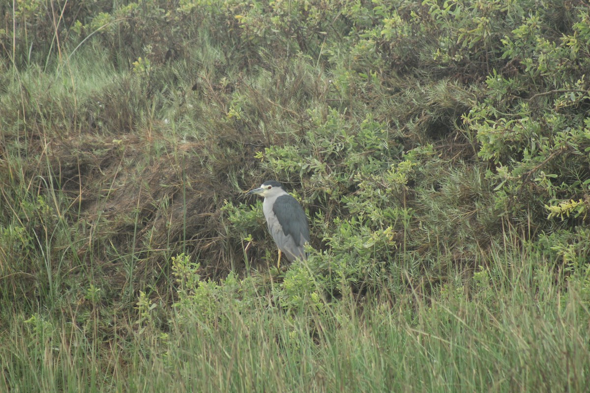 Black-crowned Night Heron - Rosario Guardiola