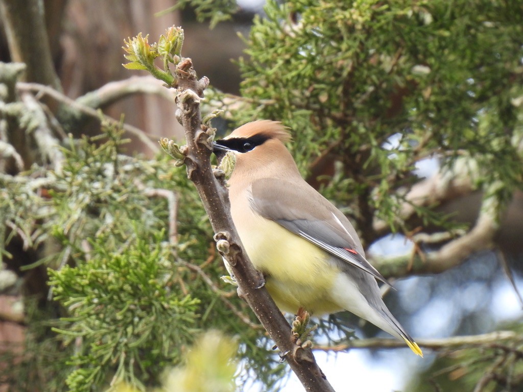 Cedar Waxwing - Nasketucket Bird Club