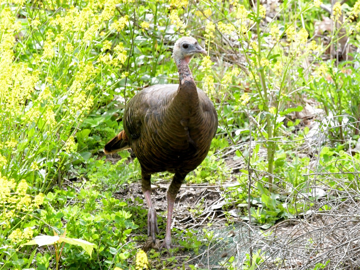 Wild Turkey - ML618863108