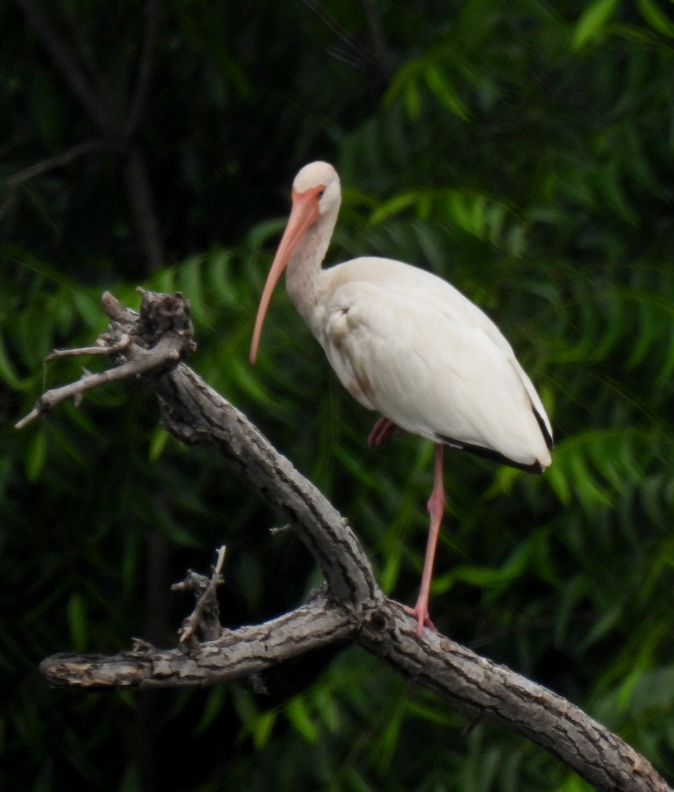 ibis bílý - ML618863109