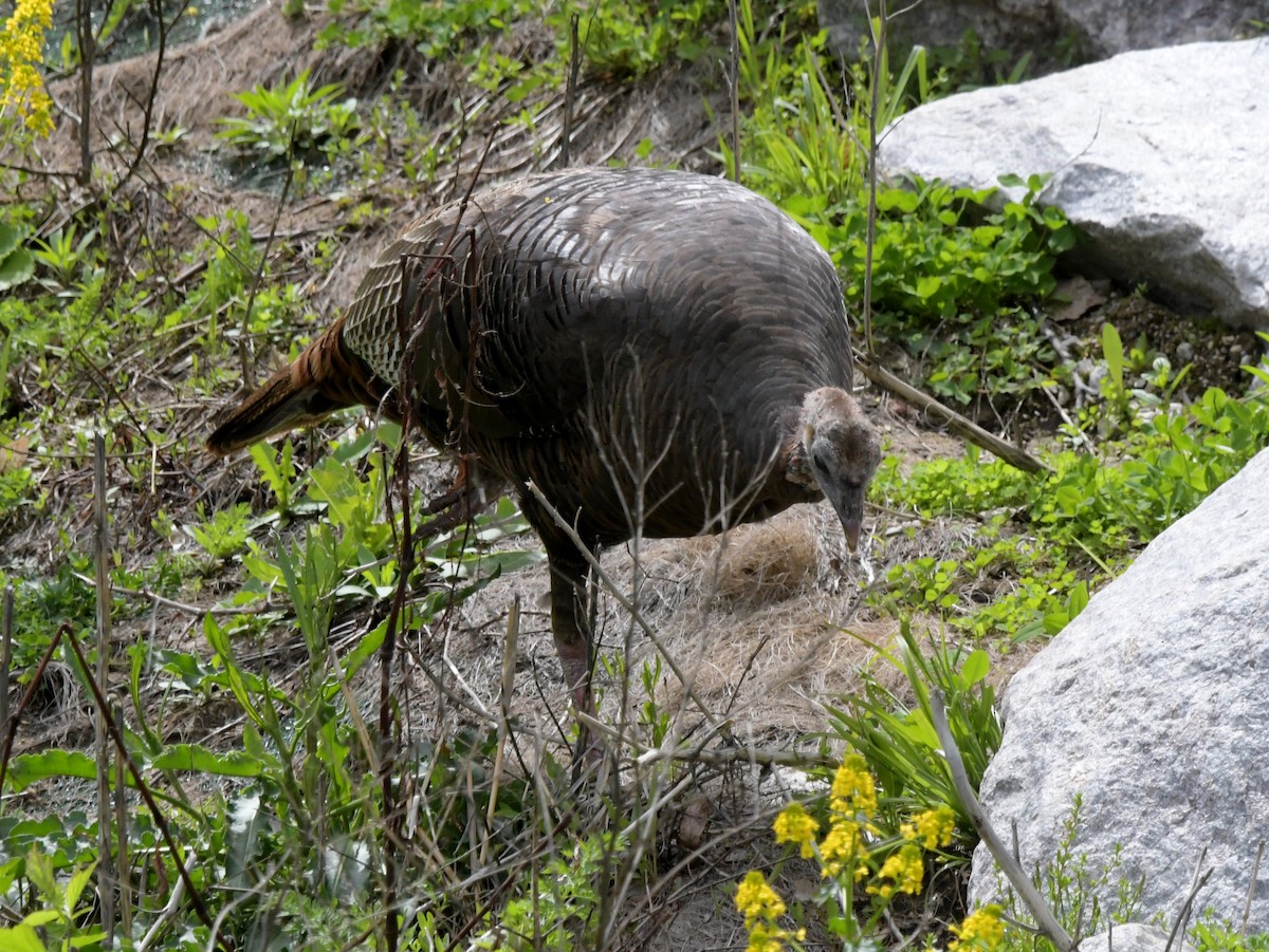 Wild Turkey - David Drews