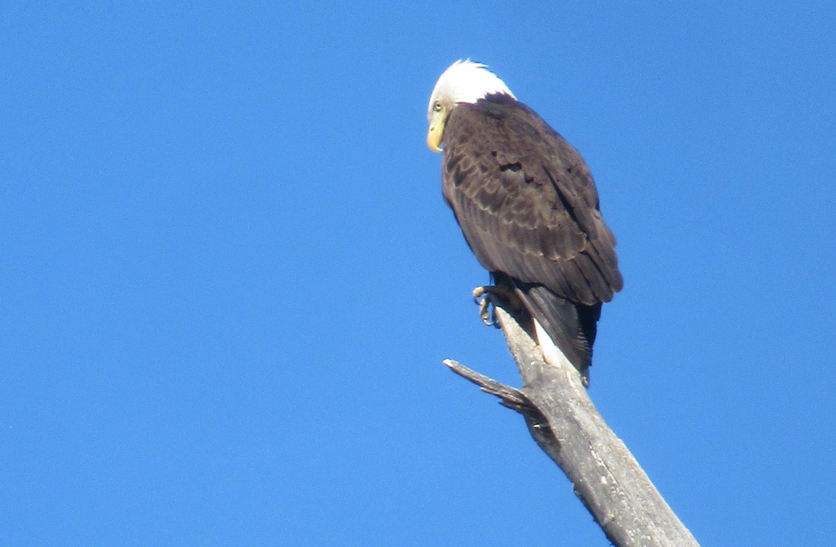 Weißkopf-Seeadler - ML618863118