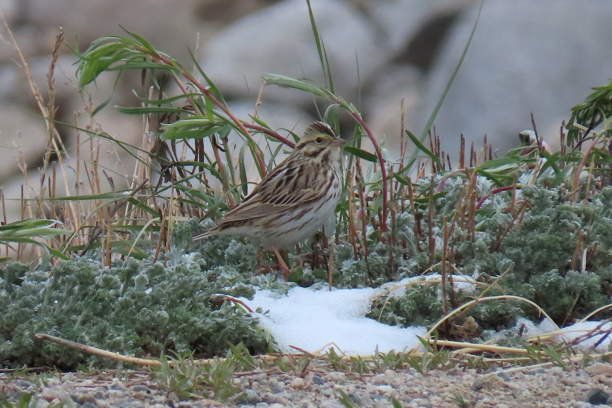 Savannah Sparrow - David Orth-Moore