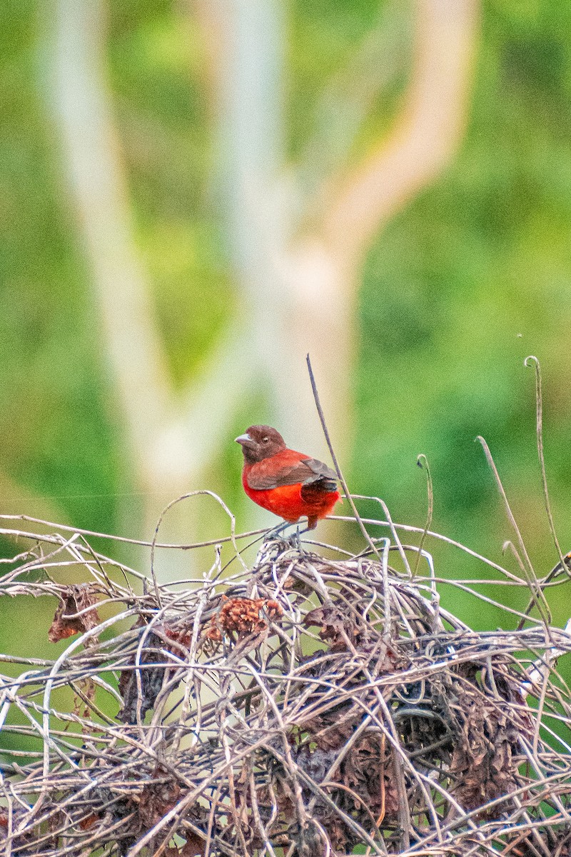 Crimson-backed Tanager - Juan Usuga