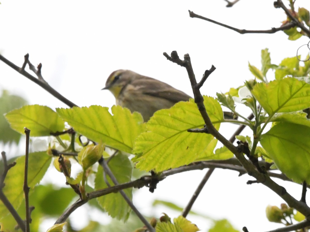 Palm Warbler (Western) - ML618863135