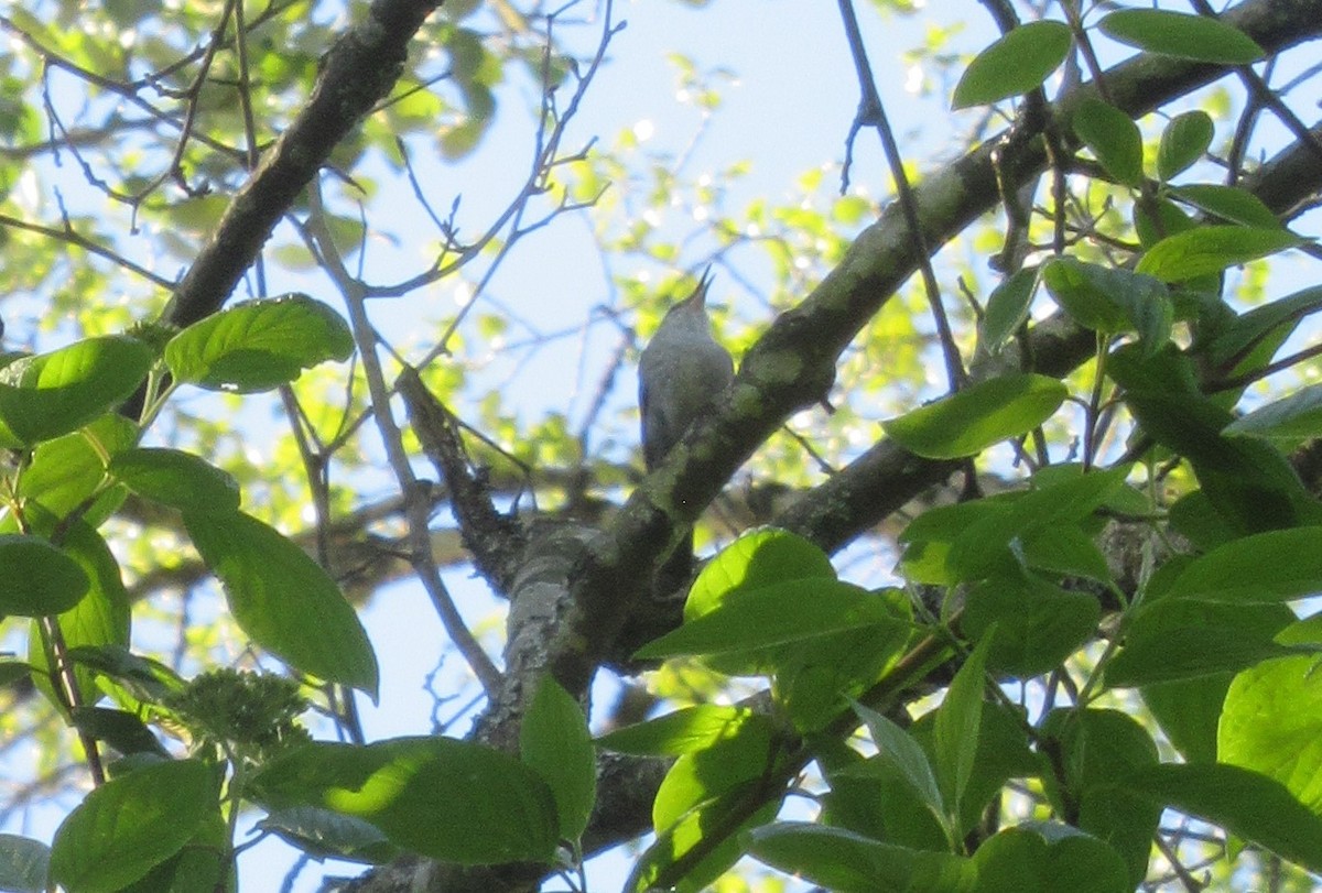 Bewick's Wren - ML618863141