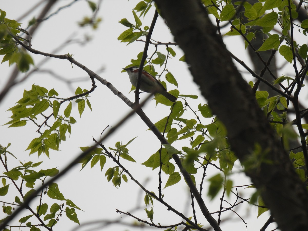 Chestnut-sided Warbler - Jay Solanki