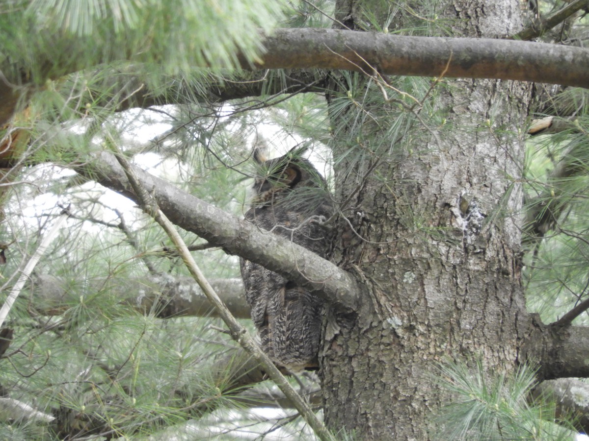 Great Horned Owl - Laura Markley