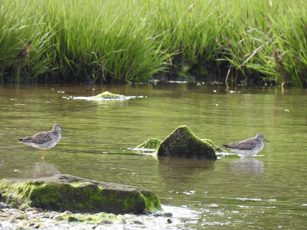 Willet - Nasketucket Bird Club