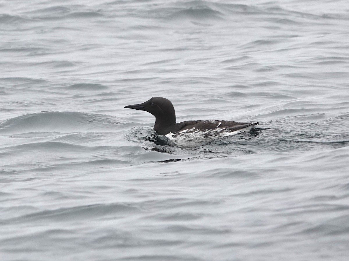 Common Murre - Norman Uyeda