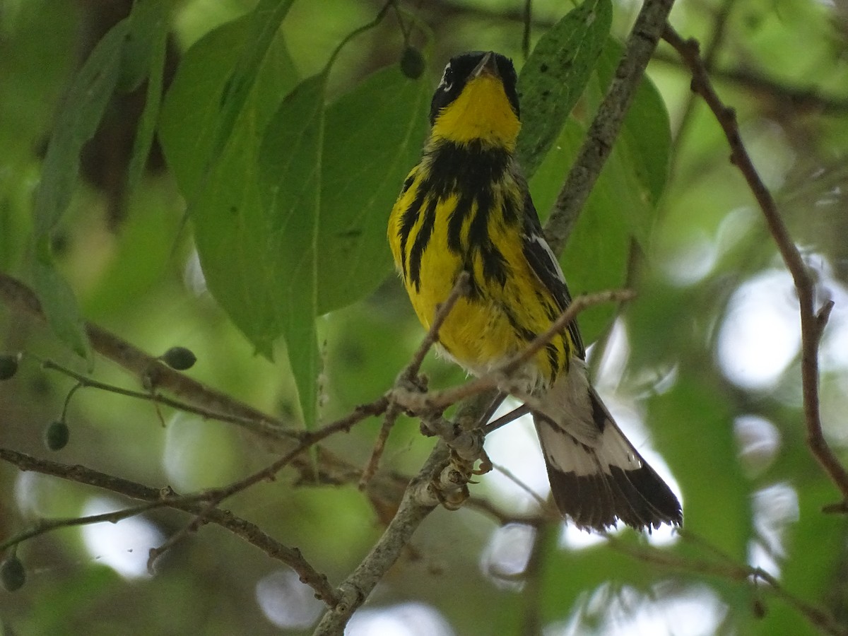 Magnolia Warbler - Baylor Cashen