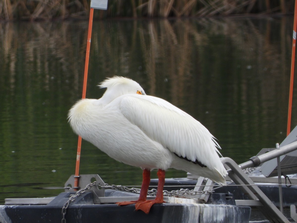 American White Pelican - Henrika McCoy