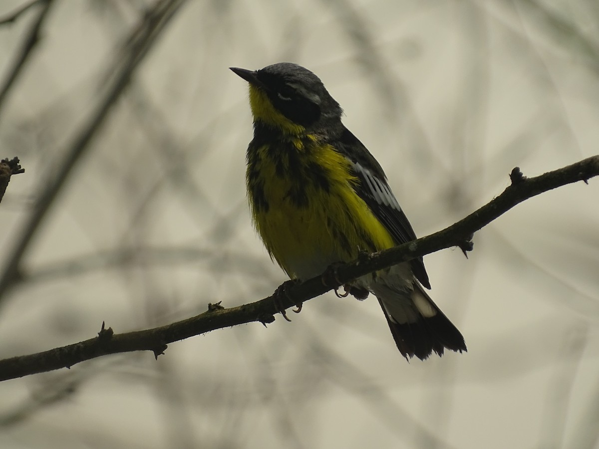 Magnolia Warbler - Baylor Cashen