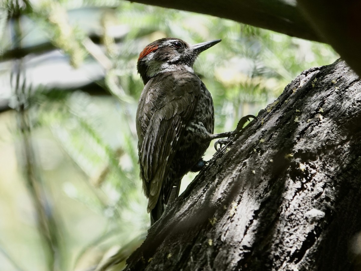 Arizona Woodpecker - Sharon Goldwasser