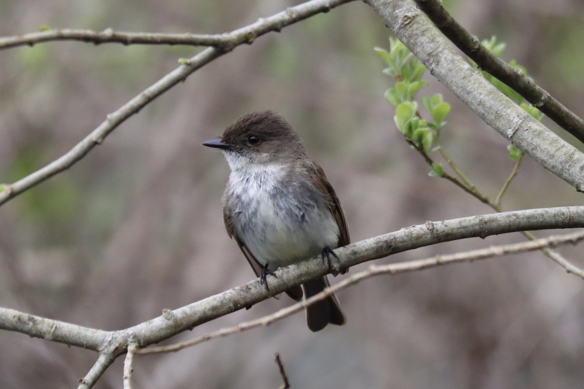 Eastern Phoebe - Sarah Boudreau