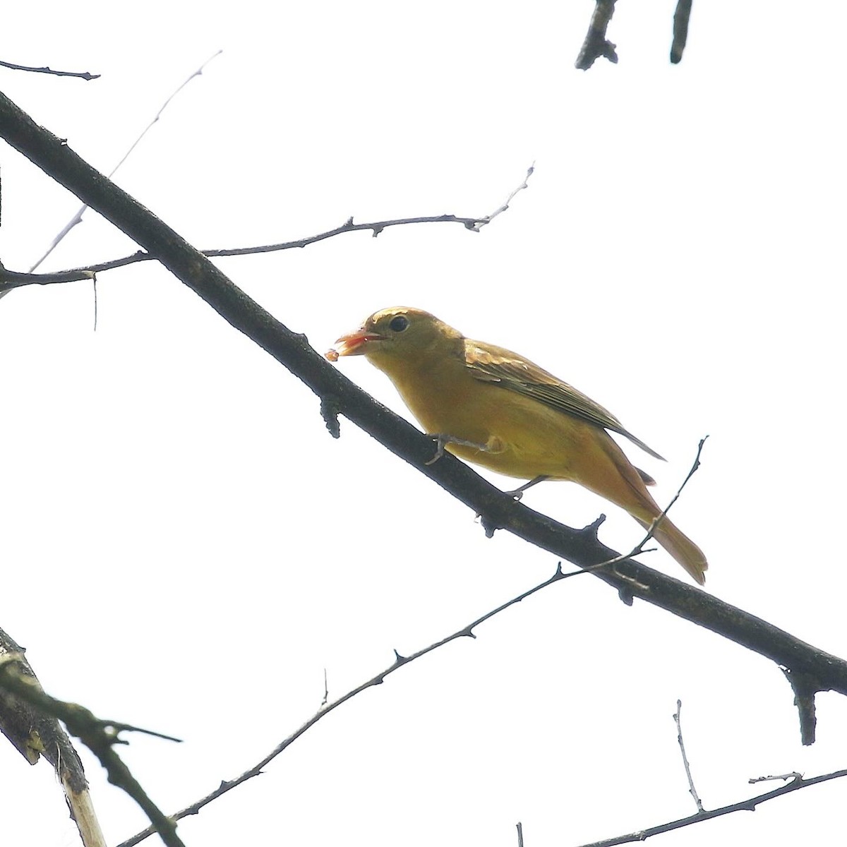 Summer Tanager - Anthony V. Ciancimino