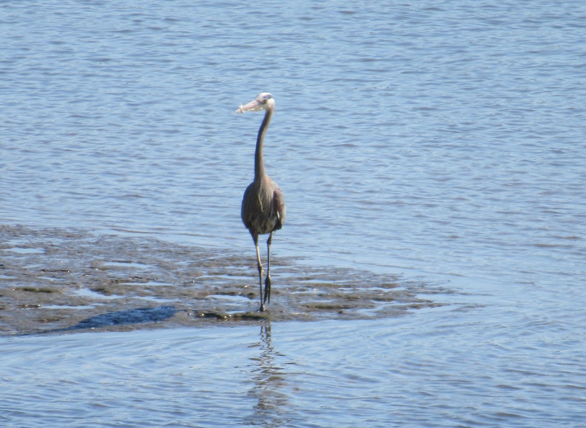 Great Blue Heron - ML618863199