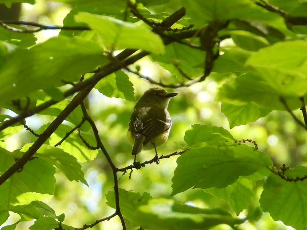 White-eyed Vireo - Ezekiel  Van