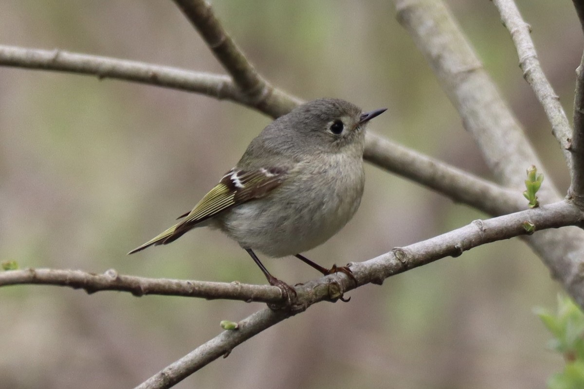 Ruby-crowned Kinglet - Sarah Boudreau