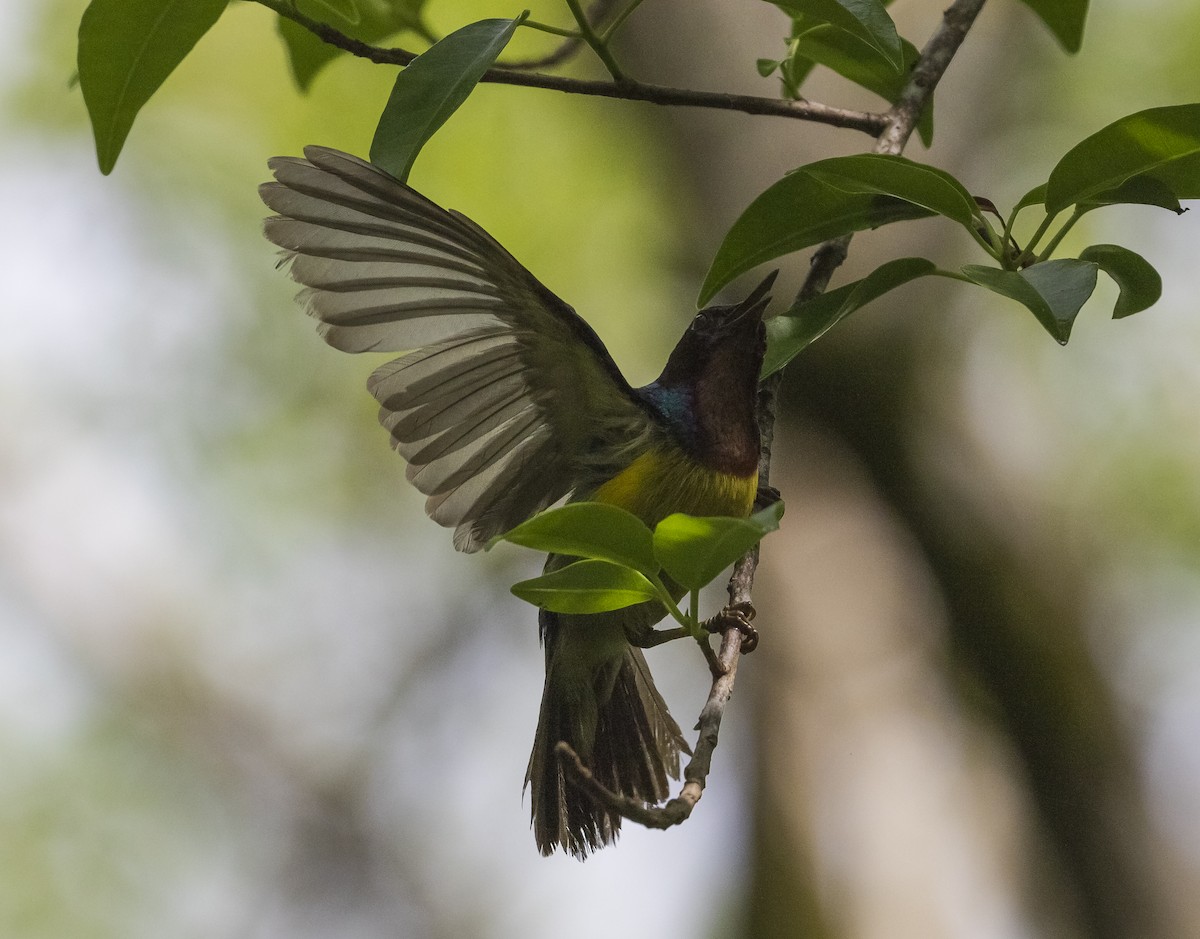 Brown-throated Sunbird - John le Rond