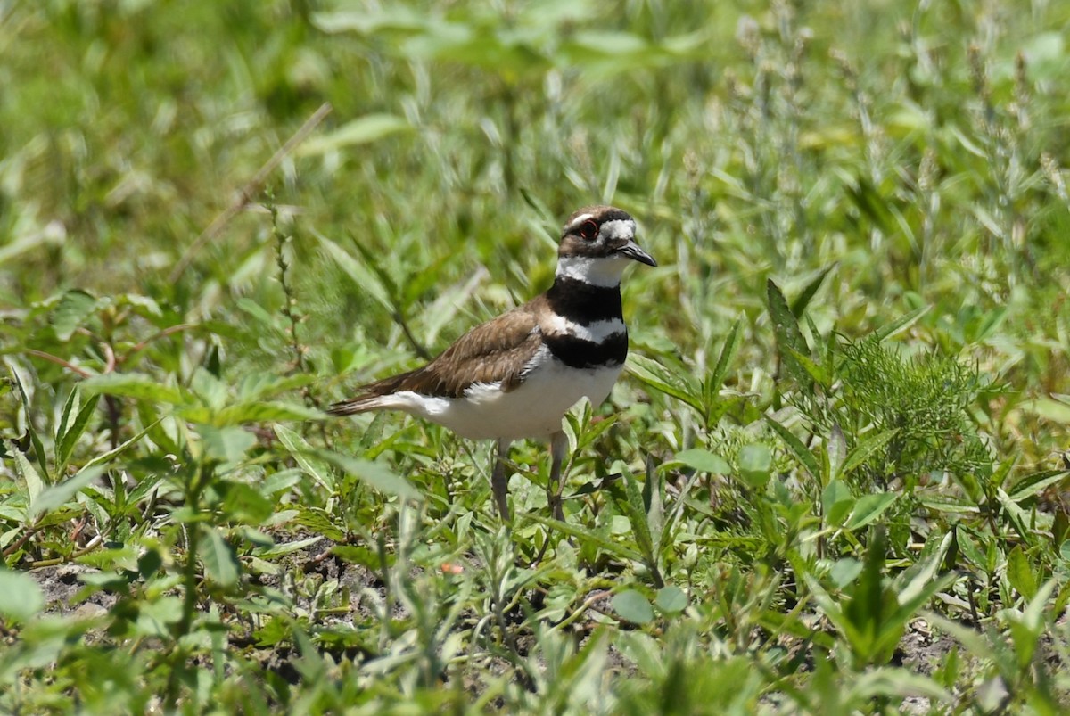 Killdeer - ML618863238