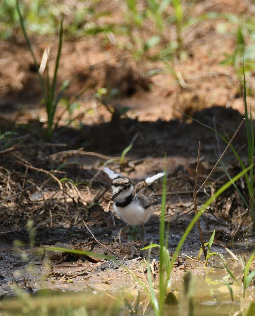 Killdeer - ML618863240