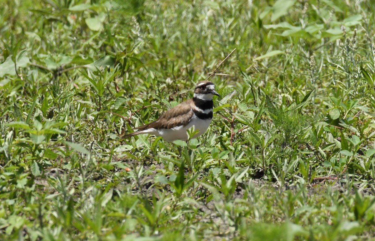 Killdeer - ML618863241