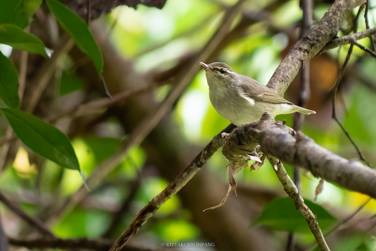 Arctic Warbler - Kittakorn Inpang